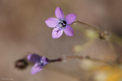 Gilia tenuiflora
