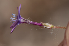 Gilia tenuiflora