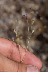 Gilia tenuiflora
