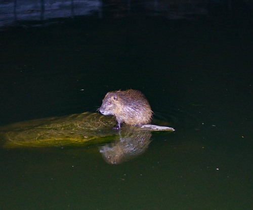 Coypu photographed in Alaska