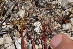 Gilia tenuiflora