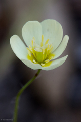 Hesperomecon linearis