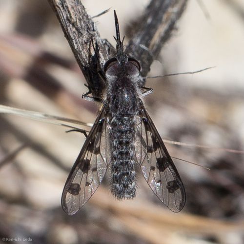 Thevenetimyia tridentata