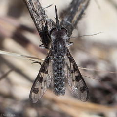 Thevenetimyia tridentata