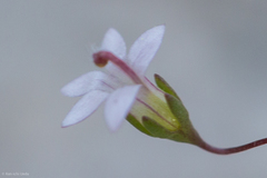 Nemacladus secundiflorus