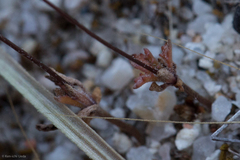 Nemacladus secundiflorus