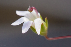 Nemacladus secundiflorus