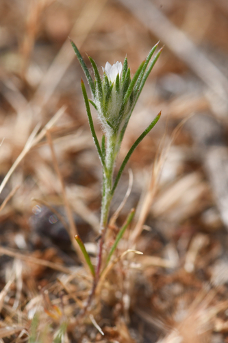 Ertter's Woollystar (Eriastrum ertterae)