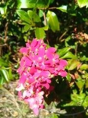 Carphalea