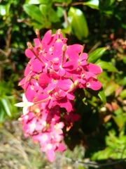 Carphalea