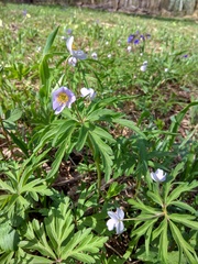 Anemonoides caerulea