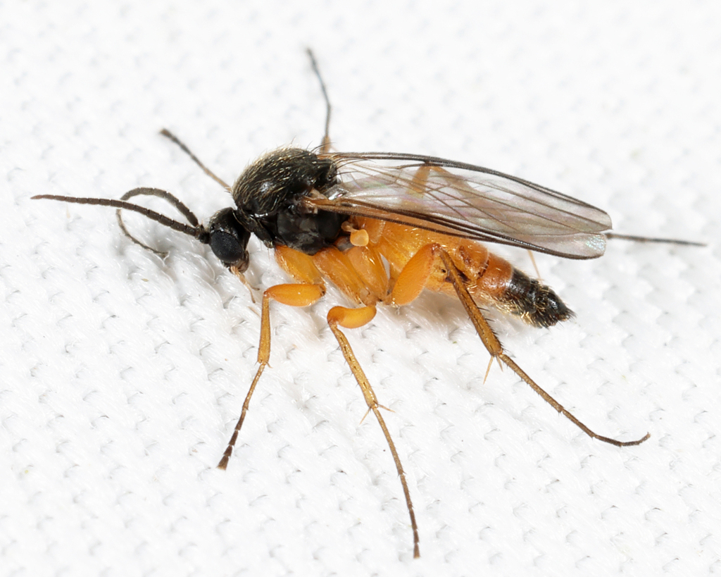 Docosia dichroa