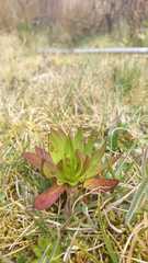 Gentianella corymbosa