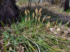 Carex pediformis macroura