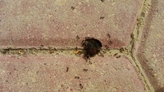 Formicidae