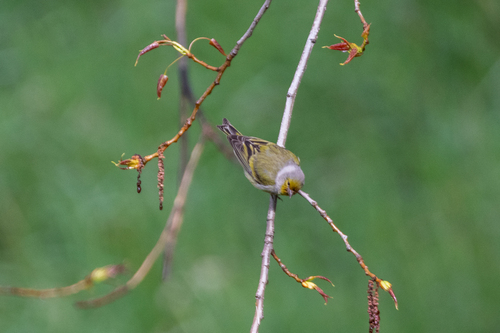 Verderón serrano (Carduelis citrinella)