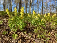 Corydalis bracteata