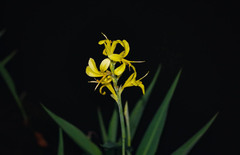 Canna glauca