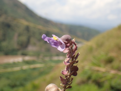 Image of Tinnea coerulea by (c) Mahomed Desai, some rights reserved (CC BY)