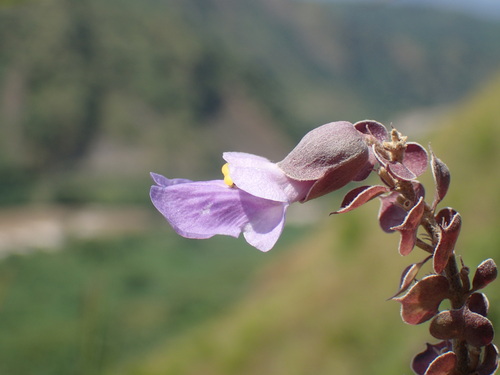 Image of Periwinkle Sunbell (Tinnea coerulea) by (c) Mahomed Desai, some rights reserved (CC BY)