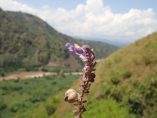 Image of Tinnea coerulea by (c) Mahomed Desai, some rights reserved (CC BY)