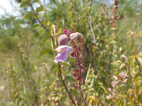 Image of Tinnea coerulea by (c) Mahomed Desai, some rights reserved (CC BY)