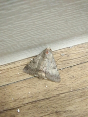 Pandesma quenavadi