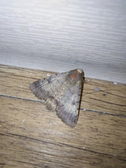 Pandesma quenavadi
