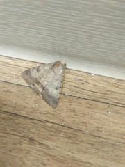 Pandesma quenavadi