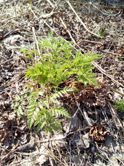 Pleurospermum uralense