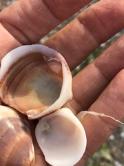 Glycymeris nummaria