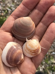 Glycymeris nummaria