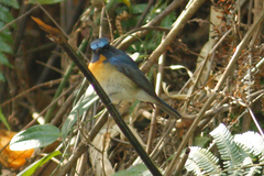 Cyornis glaucicomans