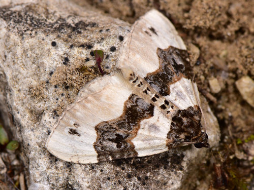 Juodjuostė Cidarija nuotrauka