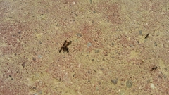 Formicidae