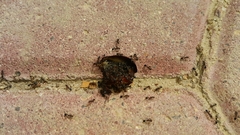 Formicidae