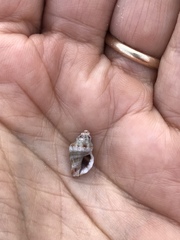 Ocenebra edwardsii