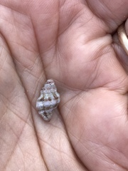 Ocenebra edwardsii