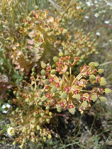 Euphorbia oxyphylla, photograph 5