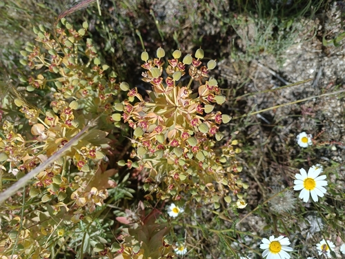 Euphorbia oxyphylla, photograph 6