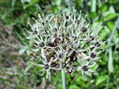 Allium cyrillii