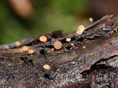 Marasmius alveolaris
