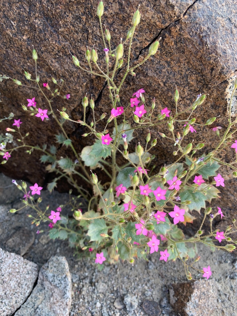 Aliciella latifolia