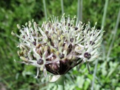 Allium cyrillii