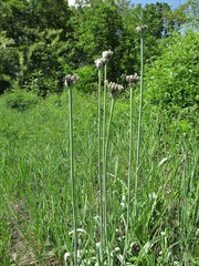 Allium cyrillii