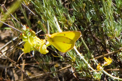 Colias harfordii