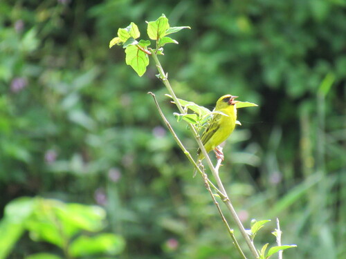 Western Citril (Crithagra frontalis), photo 7