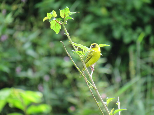 Western Citril (Crithagra frontalis), photo 7