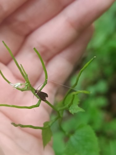 Meadow Longhorn, Heijendaal, 6525 Nijmegen, Netherlands, photo 7 of 10