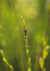 Axinotarsus pulicarius